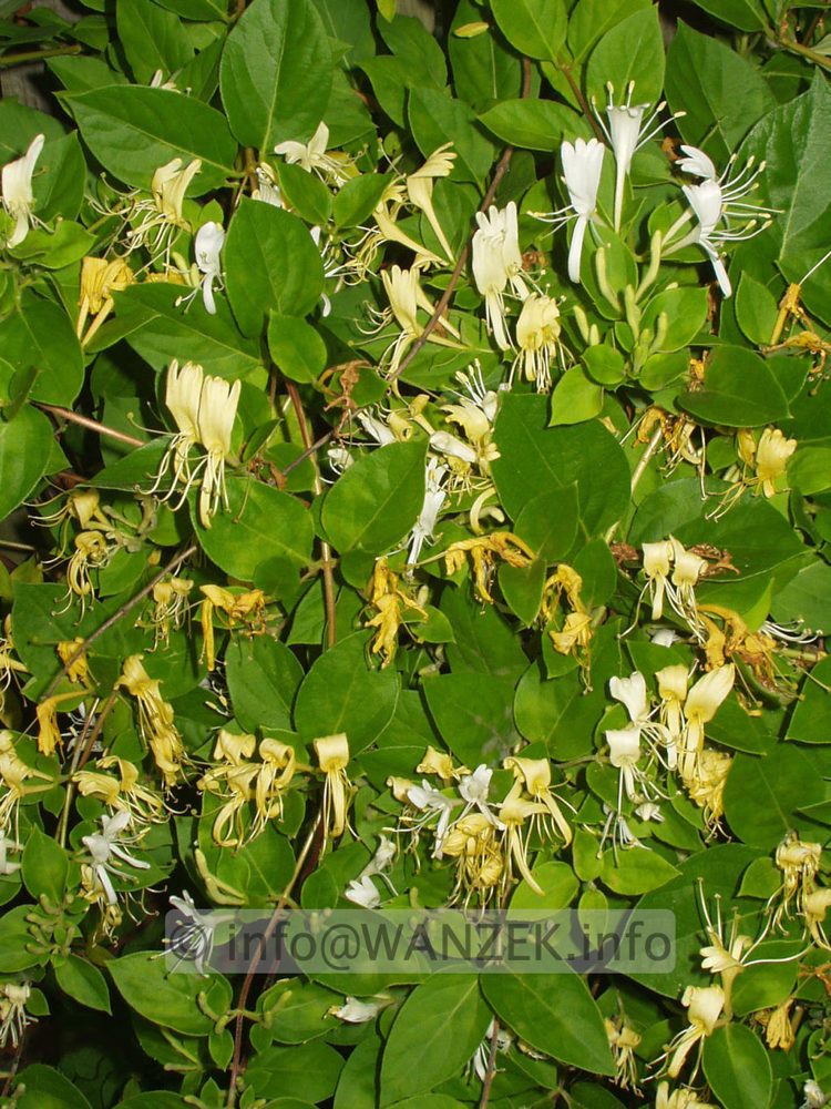 Lonicera japonica 02.jpg